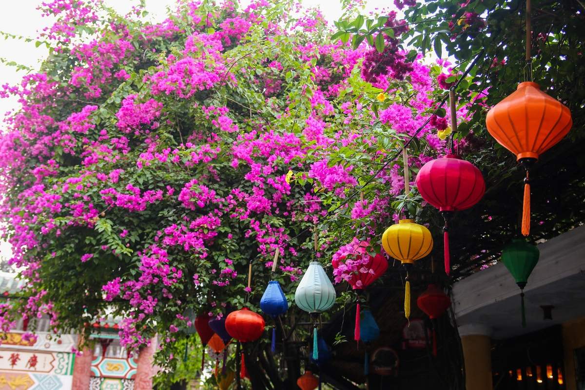 Đẹp mê đắm giàn hoa giấy Hội An – Nơi check in quen thuộc của hàng vạn du khách nơi phố cổ 5