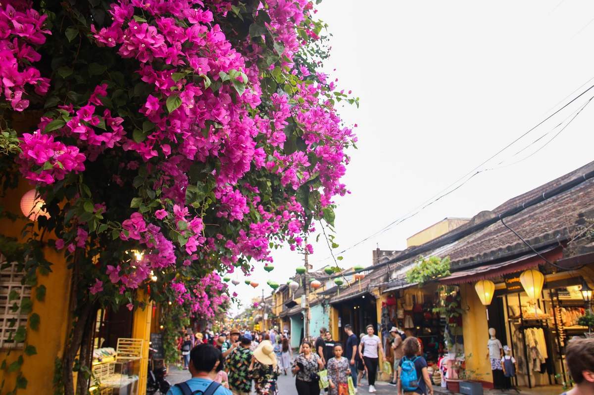 Đẹp mê đắm giàn hoa giấy Hội An – Nơi check in quen thuộc của hàng vạn du khách nơi phố cổ 6