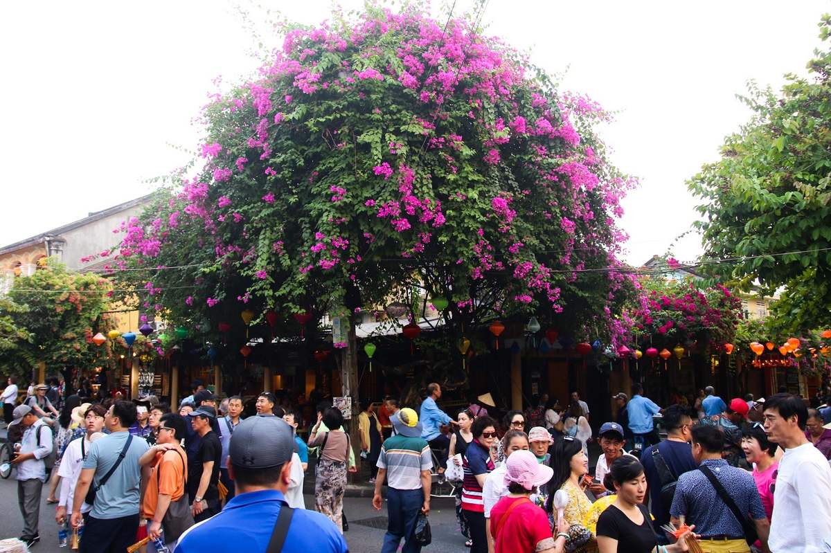 Đẹp mê đắm giàn hoa giấy Hội An – Nơi check in quen thuộc của hàng vạn du khách nơi phố cổ 9