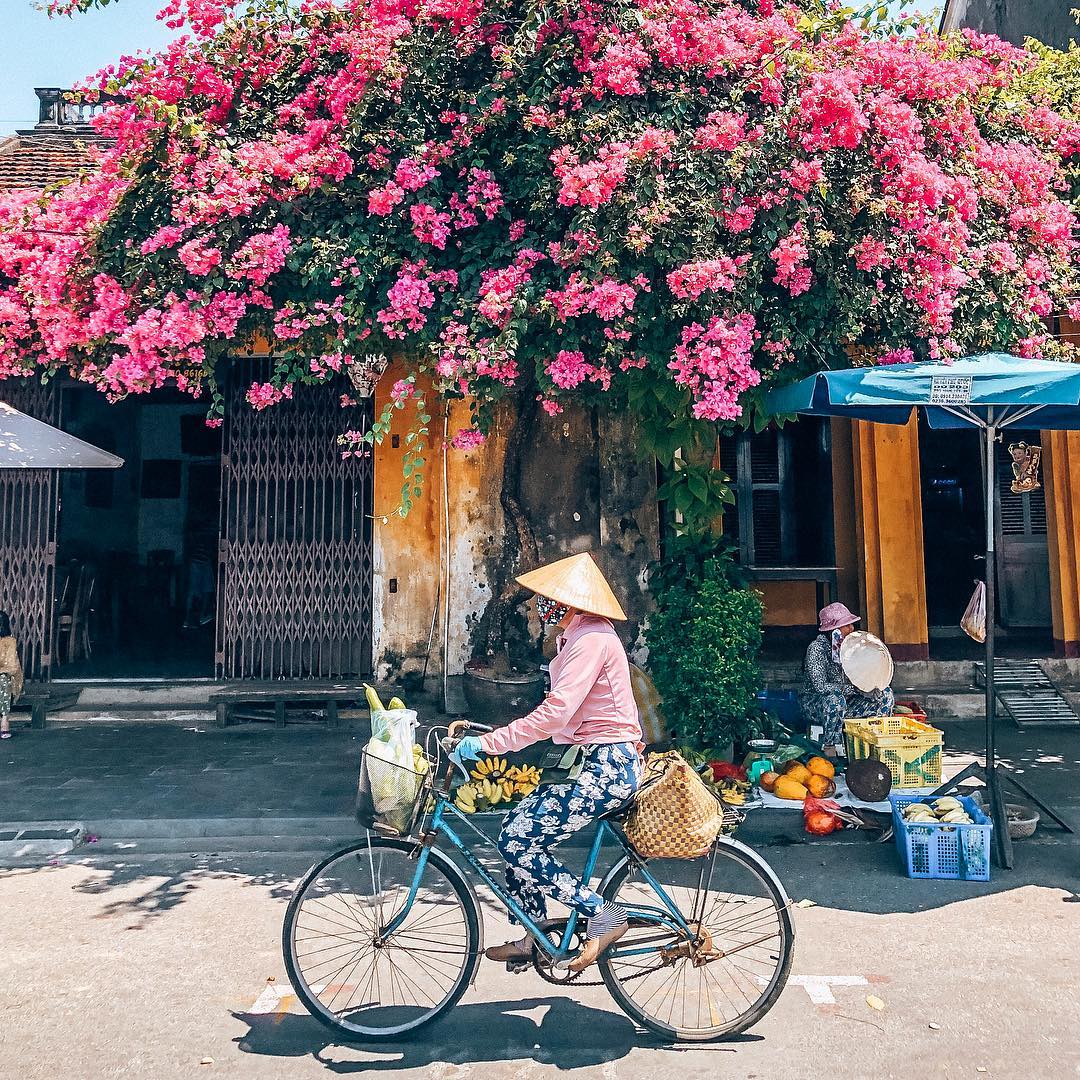 Đẹp mê đắm giàn hoa giấy Hội An – Nơi check in quen thuộc của hàng vạn du khách nơi phố cổ 10